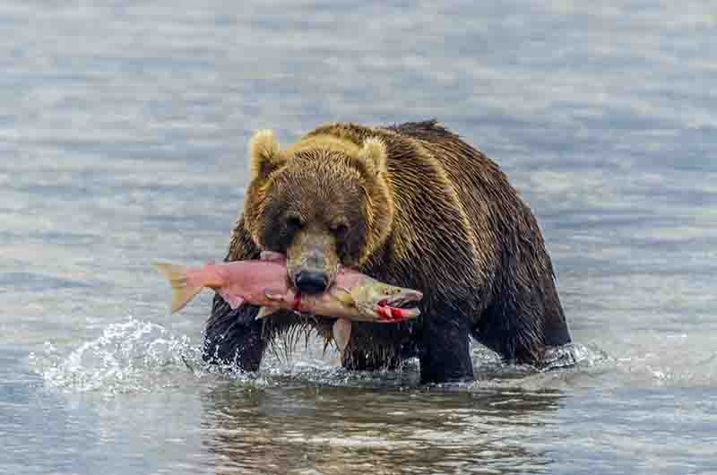 Oso Pardo - Kamchatka - Rusia 29.jpg